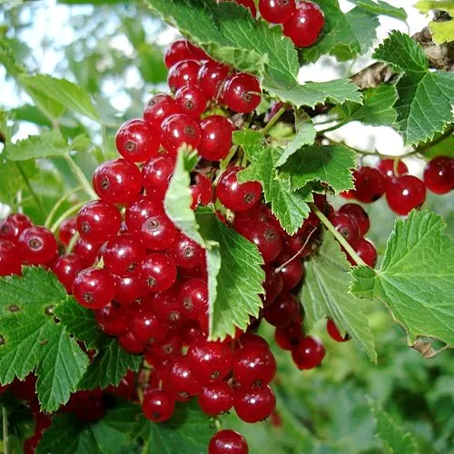 Смородина красная ГОЛЛАНДСКАЯ КРАСНАЯ  Смородина красная ГОЛЛАНДСКАЯ КРАСНАЯ в Туле