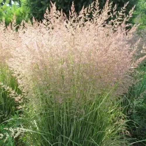 Вейник ОВЕРДАМ остроцветковый  Вейник ОВЕРДАМ остроцветковый в Туле