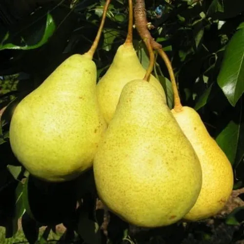 Груша ВИЛИЯ  Груша ВИЛИЯ в Туле