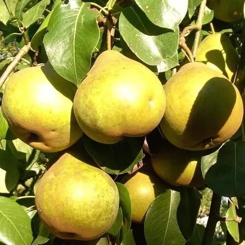 Груша ПЛАТОНОВСКАЯ  Груша ПЛАТОНОВСКАЯ в Туле