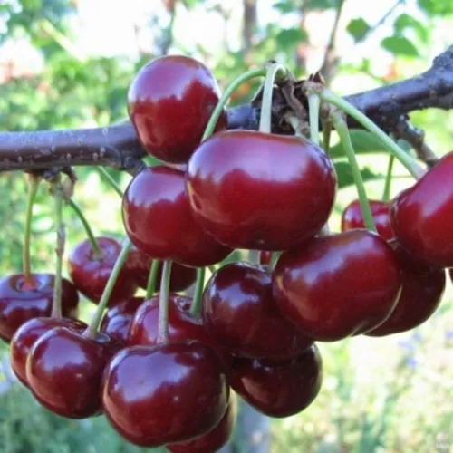 Вишня НОРД СТАР  Вишня НОРД СТАР в Туле