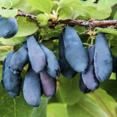 Саженцы жимолости оптом в Туле