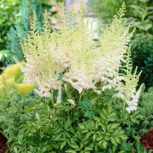 Астильба МИЛК ЭНД ХАНИ китайская  Астильба МИЛК ЭНД ХАНИ китайская в Туле