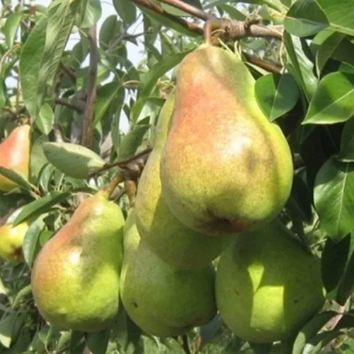 Груша ДЕЛЬБАРЬЮ  Груша ДЕЛЬБАРЬЮ в Туле