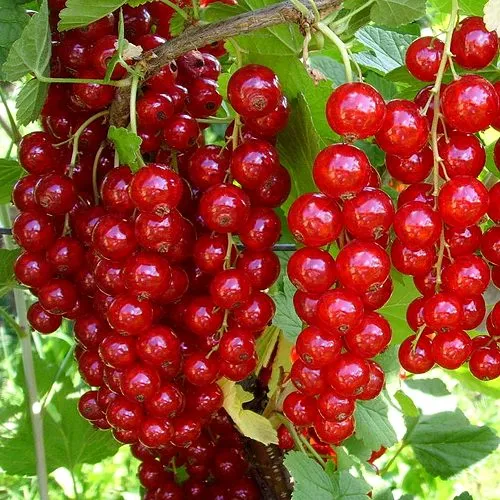 Смородина красная ЙОНКЕР ВАН ТЕТС  Смородина красная ЙОНКЕР ВАН ТЕТС в Туле