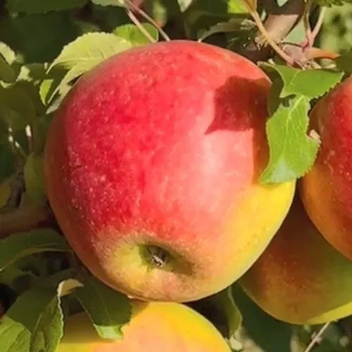 Яблоня САКАВИТА  Яблоня САКАВИТА в Туле