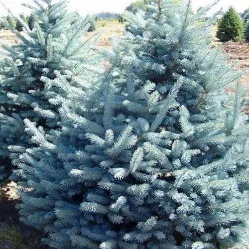 Ель ГЛАУКА колючая  Ель ГЛАУКА колючая в Туле