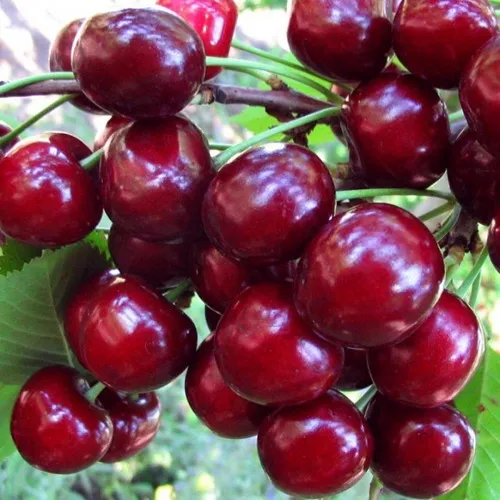 Вишня ЖУКОВСКАЯ  Вишня ЖУКОВСКАЯ в Туле