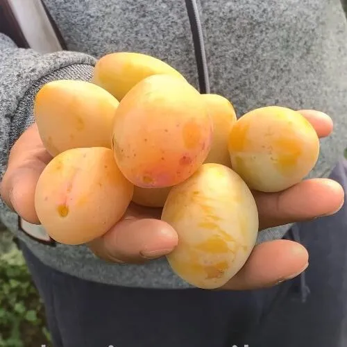 Слива ЯХОНТОВАЯ в Туле