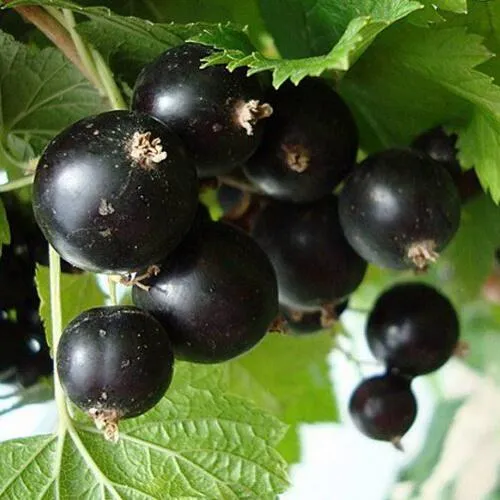 саженцы смородины саженцы смородины