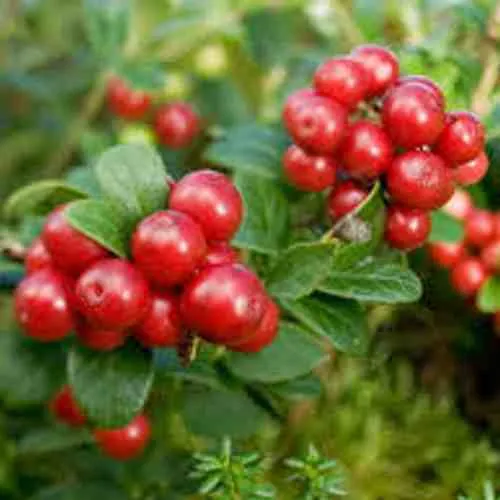 Брусника садовая РУНО БЕЛЯВСКИ  Брусника садовая РУНО БЕЛЯВСКИ в Туле