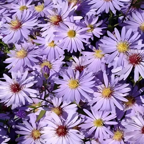 Астра БЛЮ ХЕВЕН сердцелистная  Астра БЛЮ ХЕВЕН сердцелистная в Туле