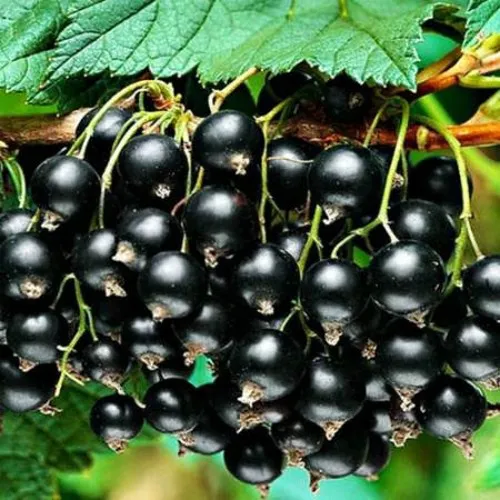 Смородина черная АТЛАНТ  Смородина черная АТЛАНТ в Туле