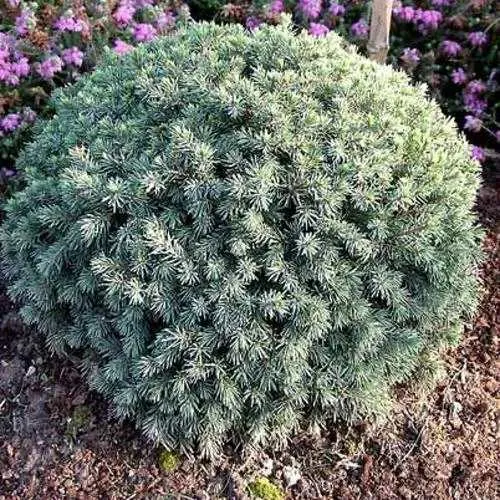 Ель ЭХИНИФОРМИС сизая  Ель ЭХИНИФОРМИС сизая в Туле