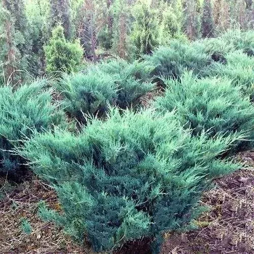 Можжевельник БЛЮ ДАНУБ казацкий  Можжевельник БЛЮ ДАНУБ казацкий в Туле