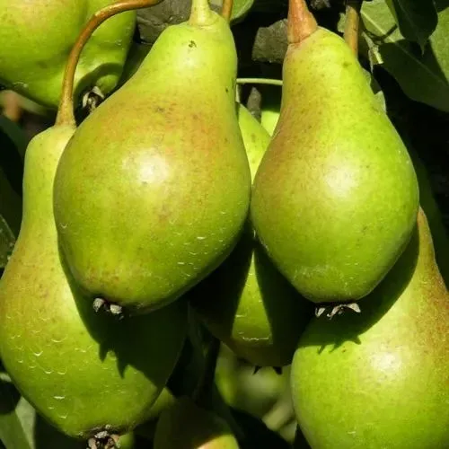 Груша АННУШКА  Груша АННУШКА в Туле