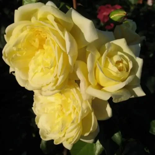 Саженцы роз КАЗИНО плетистая  Саженцы роз КАЗИНО плетистая в Туле