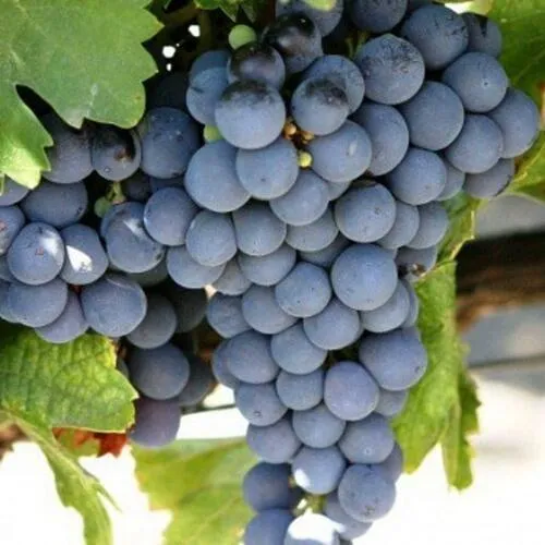 Виноград ЧЕСУРАН  Виноград ЧЕСУРАН в Туле