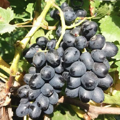 Виноград КИШМИШ АТТИКА  Виноград КИШМИШ АТТИКА в Туле