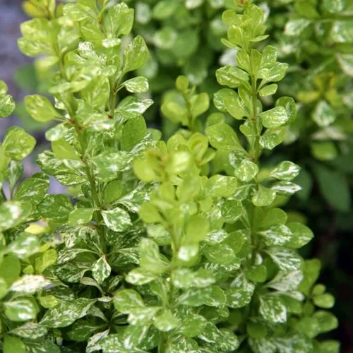 Барбарис ПАУ ВАУ тунберга  Барбарис ПАУ ВАУ тунберга в Туле