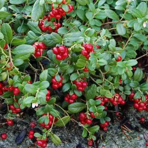 Брусника ЭРТЕЗЕГЕН  Брусника ЭРТЕЗЕГЕН в Туле