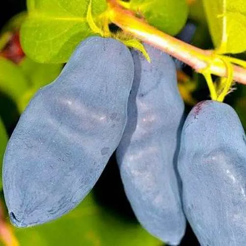 Жимолость съедобная ДЛИННОПЛОДНАЯ в Туле