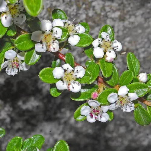 Кизильник ТАНГСТЕДТ горизонтальный   Кизильник ТАНГСТЕДТ горизонтальный  в Туле