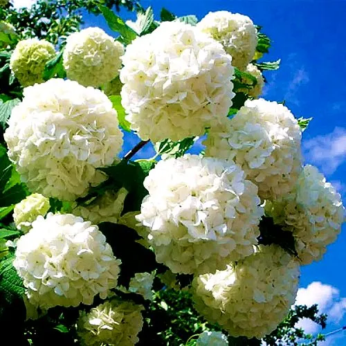 Калина БУЛЬДЕНЕЖ  Калина БУЛЬДЕНЕЖ в Туле