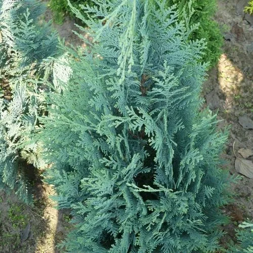 Кипарисовик КОЛУМНАРИС лавсона  Кипарисовик КОЛУМНАРИС лавсона в Туле