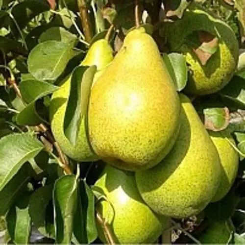 Груша ПАТЕН (ГЛУБОКСКАЯ)  Груша ПАТЕН (ГЛУБОКСКАЯ) в Туле