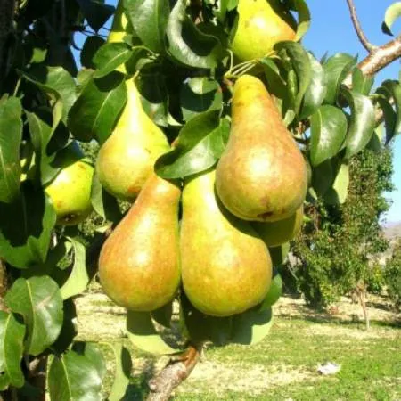 Груша Г-9 колонновидная  Груша Г-9 колонновидная в Туле