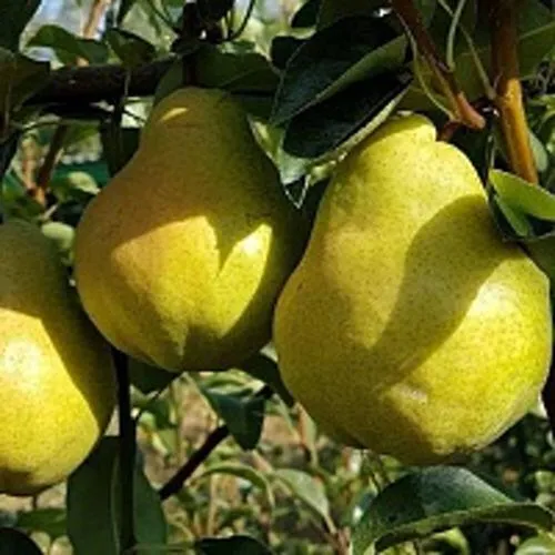 Груша СОКРОВИЩЕ  Груша СОКРОВИЩЕ в Туле