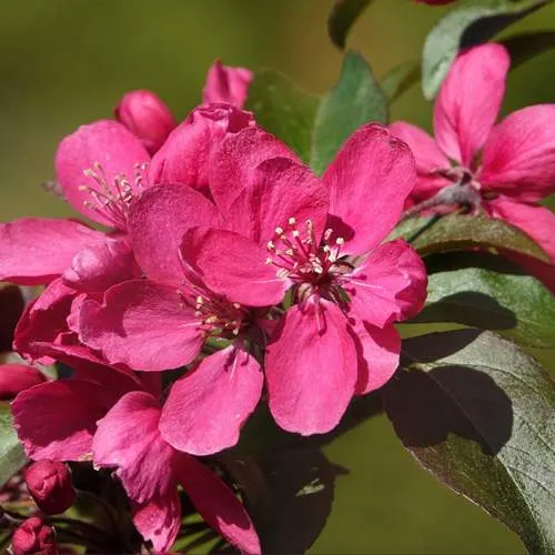 Яблоня НЕДЗВЕЦКОГО  Яблоня НЕДЗВЕЦКОГО в Туле