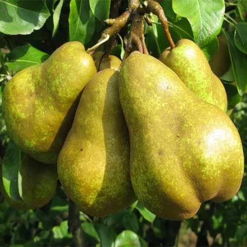 Груша СИЛЬВА  Груша СИЛЬВА в Туле