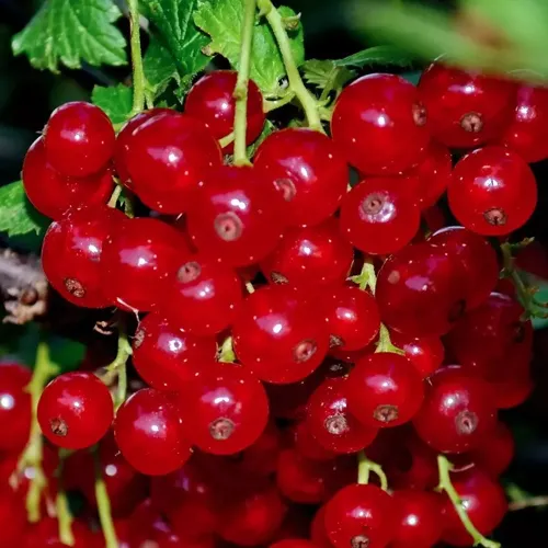 Смородина красная СЕРПАНТИН  Смородина красная СЕРПАНТИН в Туле