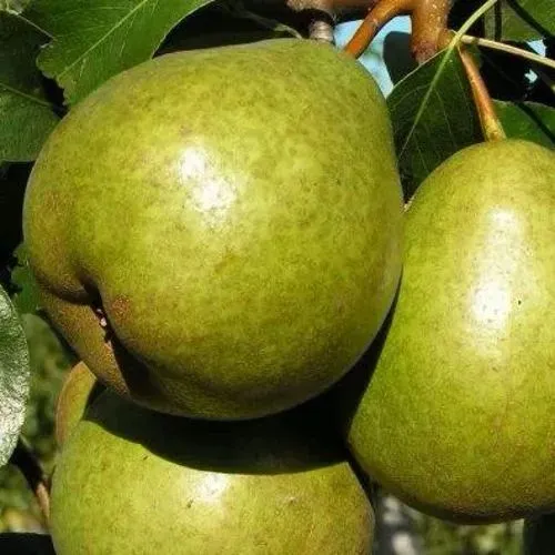 Груша ЯСАЧКА  Груша ЯСАЧКА в Туле