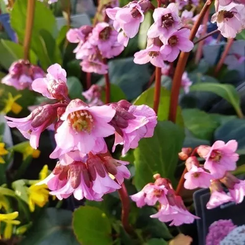 Бадан БЭБИ ДОЛЛ  Бадан БЭБИ ДОЛЛ в Туле