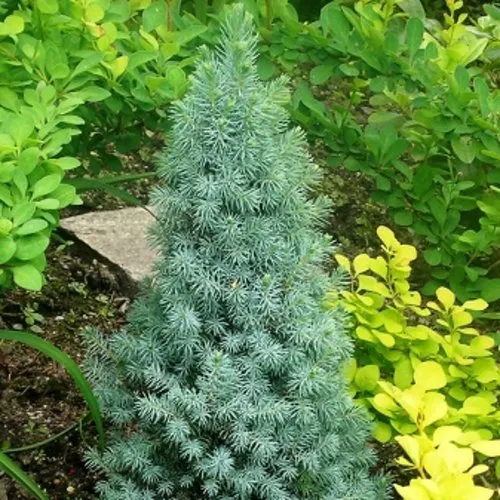 Ель КОНИКА сизая  Ель КОНИКА сизая в Туле