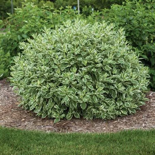 Дерен ЭЛЕГАНТИССИМА белый  Дерен ЭЛЕГАНТИССИМА белый в Туле