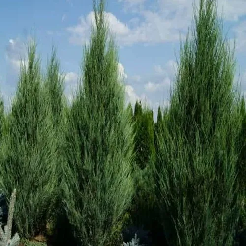 Можжевельник СКАЙРОКЕТ скальный  Можжевельник СКАЙРОКЕТ скальный в Туле