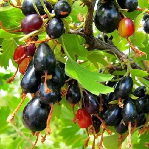 Смородина золотистая БОКАЛИНСКАЯ  Смородина золотистая БОКАЛИНСКАЯ в Туле