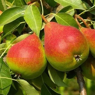 Саженцы груши оптом в Туле