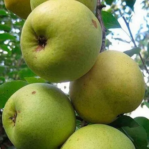 Груша РОГНЕДА  Груша РОГНЕДА в Туле