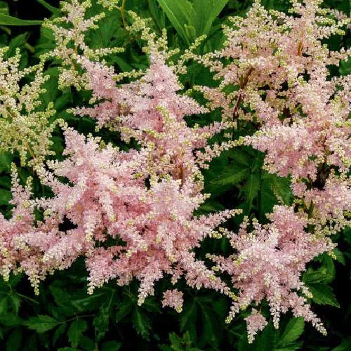 Астильба СЕСТРА ТЕРЕЗА Арендса  Астильба СЕСТРА ТЕРЕЗА Арендса в Туле