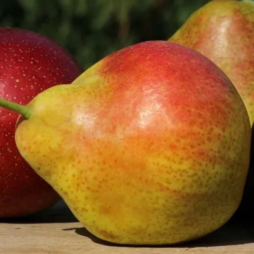 Груша ТАТЬЯНА  Груша ТАТЬЯНА в Туле