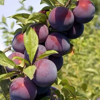 Поздняя в Туле