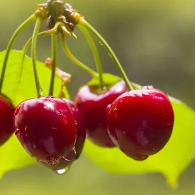 Черешня СИНЯВСКАЯ  Черешня СИНЯВСКАЯ в Туле