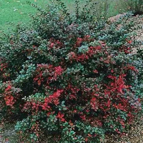 Барбарис РЕД ДЖЕВЕЛ средний   Барбарис РЕД ДЖЕВЕЛ средний  в Туле