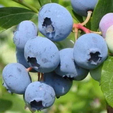 Поздние сорта  Поздние сорта в Туле