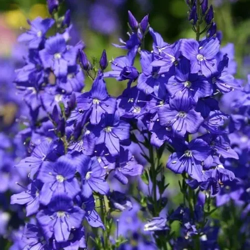 Вероника австрийская  Вероника австрийская в Туле